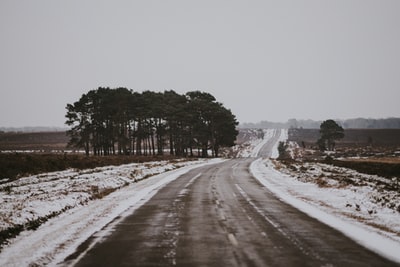 treess附近的灰色水泥路